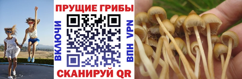 Галлюциногенные грибы Magic Shrooms  darknet наркотические препараты  Дедовск 
